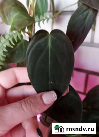 Филодендрон Таганрог - изображение 1