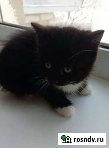 Котенок девочка Дубна - изображение 1