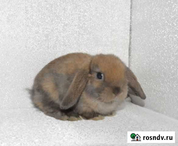 Карликовые кролики Рязань - изображение 1