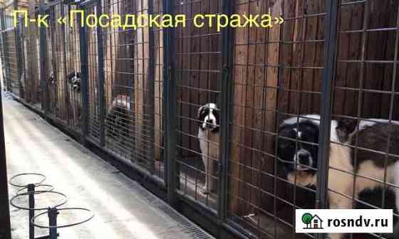 Щенки Московской сторожевой Сергиев Посад