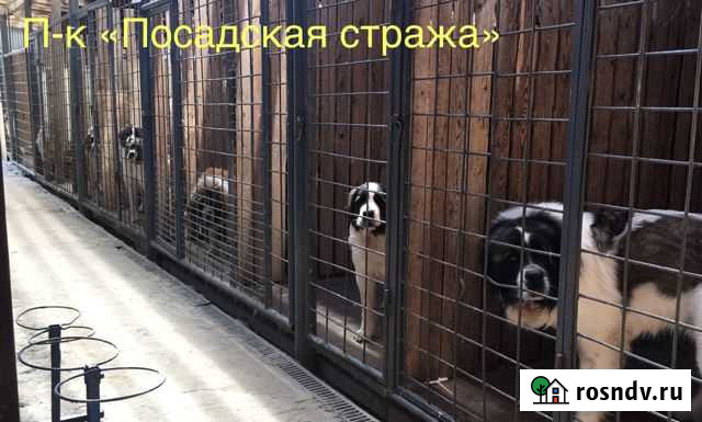 Щенки Московской сторожевой Сергиев Посад - изображение 1