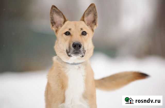 Собака в добрые руки Электросталь - изображение 1