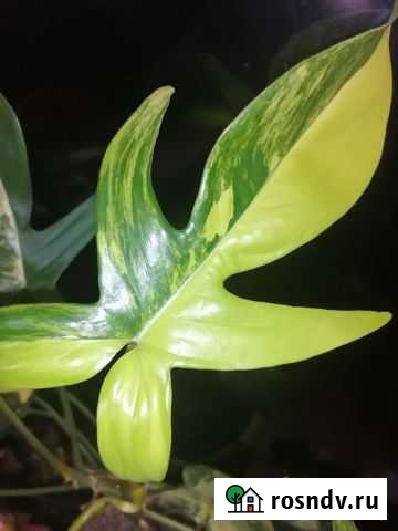 Филодендрон Меджик маск Тольятти - изображение 1