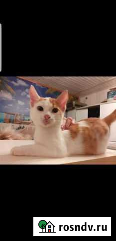 Котик Яшка Новороссийск - изображение 1