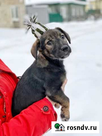 Собака Ярославль - изображение 1
