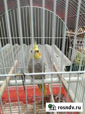 Попугай Незлобная - изображение 1