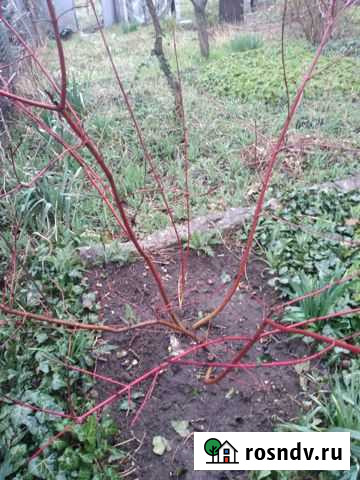 Дёрен декоративный Симферополь - изображение 1