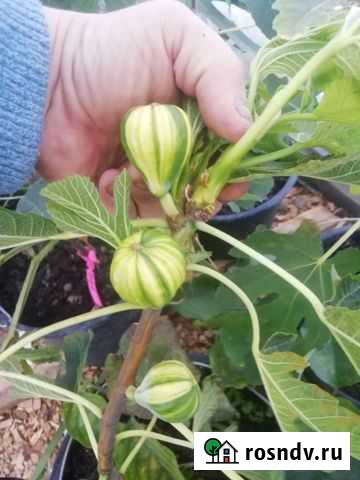 Инжир Заворонежское - изображение 1