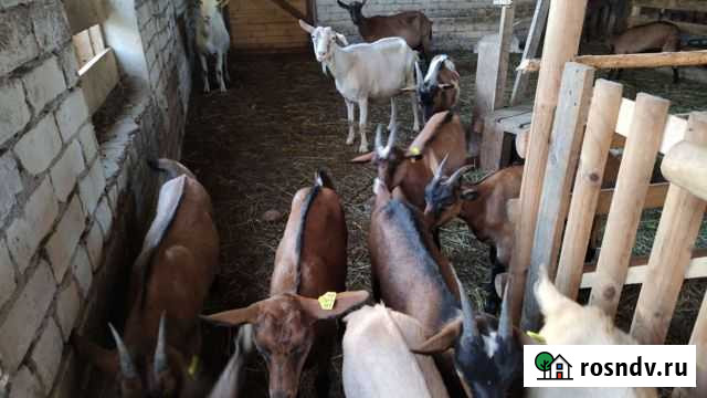 Козлик, козлятина, козочки Торжок - изображение 1