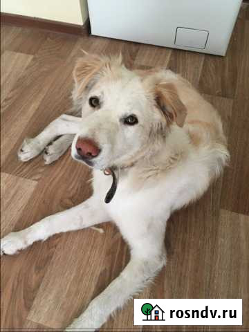 Фенечка ищет дом Волосово - изображение 1