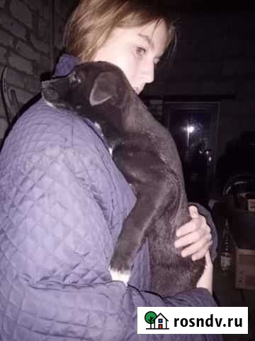 Щенок в добрые руки Барнаул - изображение 1