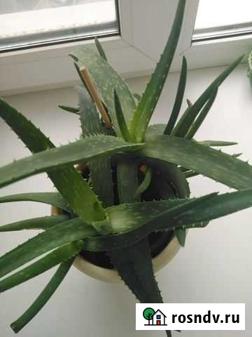 Алоэ Самара - изображение 1