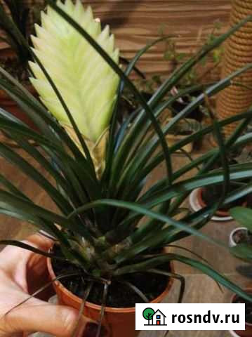 Тилландсия Сочи - изображение 1