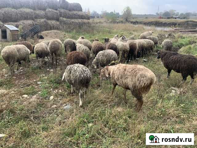 Овцы Чапаевское - изображение 1
