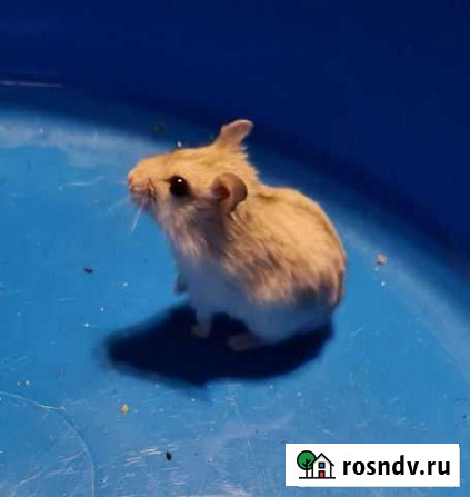 Хомячок девочка джунгарик Новороссийск - изображение 1