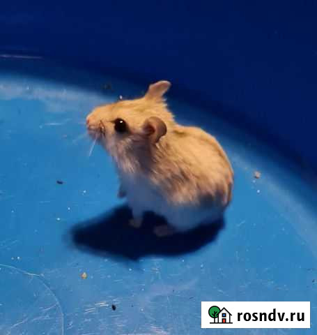 Хомячок девочка джунгарик Новороссийск - изображение 1