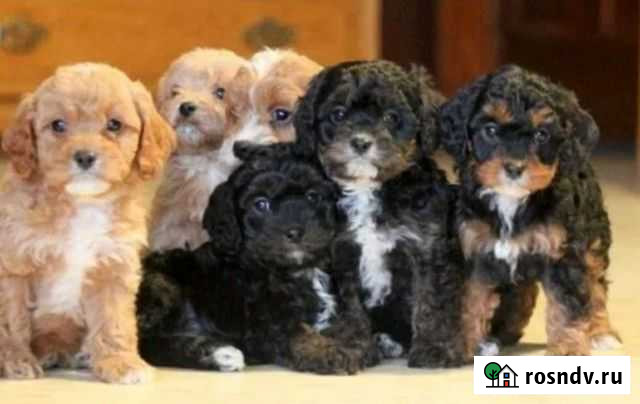 Кавапу Нижний Новгород - изображение 1