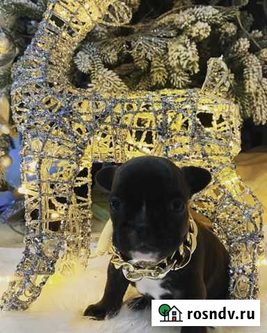 Продаются щенки французкого бульдога Урюпинск - изображение 1