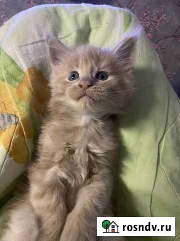 Мейн-кун Котельники - изображение 1