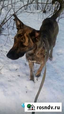 Отдам в хорошие руки Выборг - изображение 1