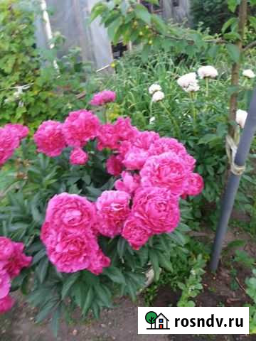 Пионы корни Калининград - изображение 1