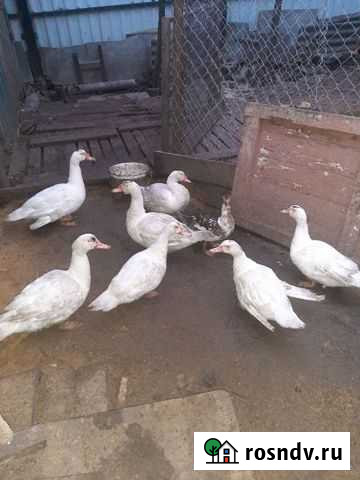 Семья уток Воскресенск - изображение 1