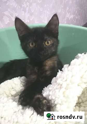 Котенок Сочи - изображение 1