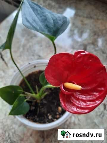 Антуриум Дакота Благовещенск - изображение 1