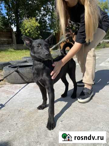 Щенок подросток 4 мес девочка Ангарск - изображение 1