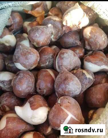 Луковица тюльпанов после выгонки Владикавказ - изображение 1