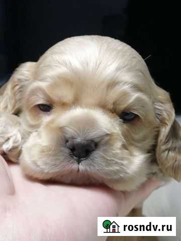 Кокер спаниель Белгород - изображение 1