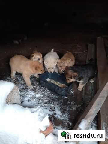 Собаки Бирск - изображение 1