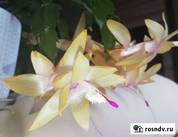 Шлюмбергера, 2 сорта Рязань - изображение 1