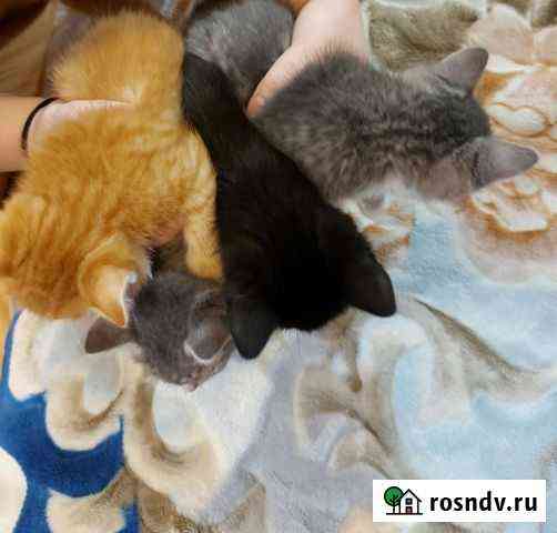 Котята в добрые руки Руза