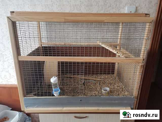 Отдам бесплатно 2х мелок Дегу с большой клеткой Самара - изображение 1