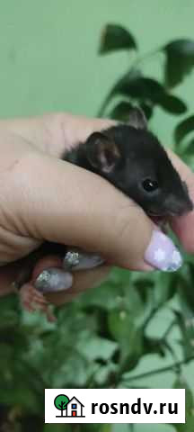 Крысята дамбо и стандарт Ростов-на-Дону - изображение 1