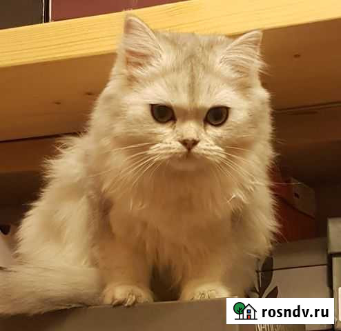 Кошка для вязки Химки - изображение 1