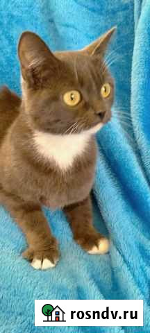 Кошечка Бритни Псков - изображение 1