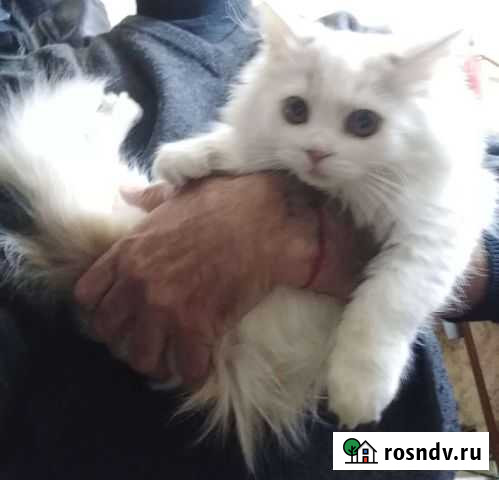 Кошечка Клинцы - изображение 1