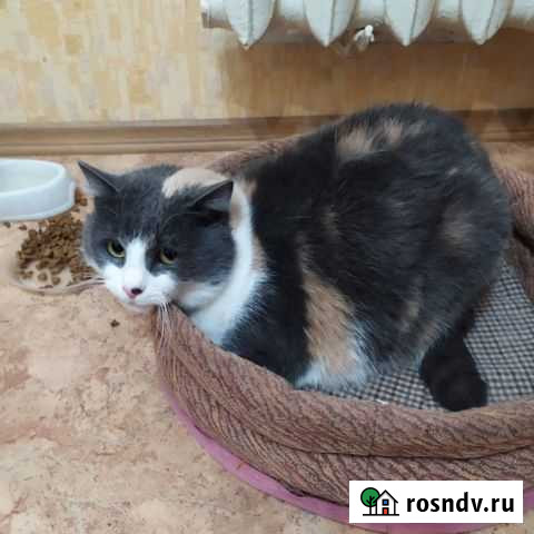 Кошечка В добрые руки серая муся трехцветная Волгоград - изображение 1