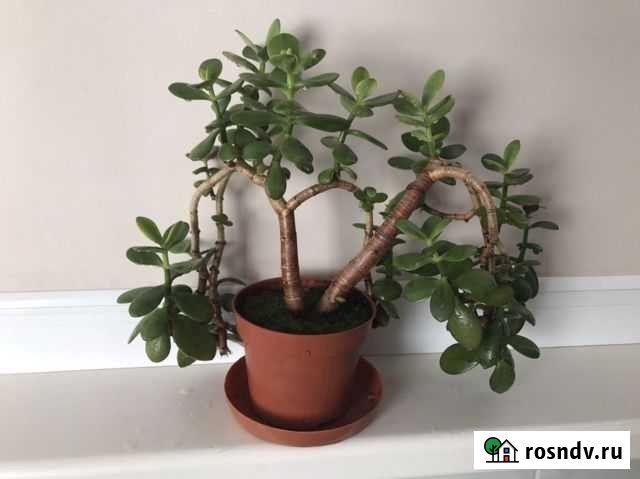 Денежное дерево (толстянка) Севастополь - изображение 1