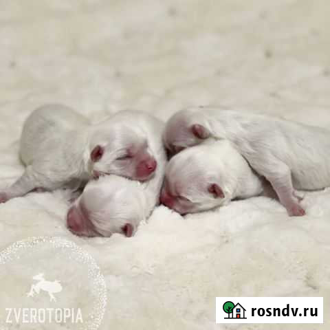 Щенки мальтезе Краснодар - изображение 1