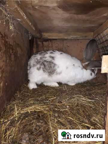 Кролики Барнаул - изображение 1