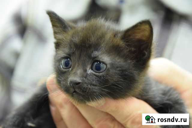 Отдам в добрые руки котёнка Нижнекамск - изображение 1