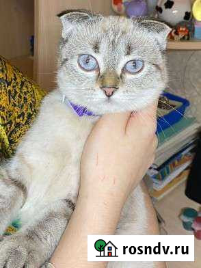 Кошки вислоухие Реутов - изображение 1
