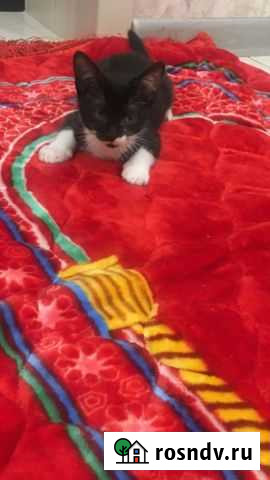 Котята только в хорошие ручки Каспийск - изображение 1