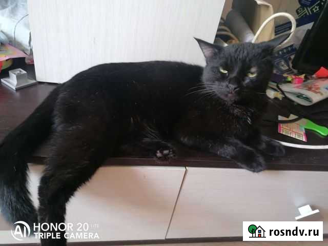 Чёрный кот Тамбов - изображение 1