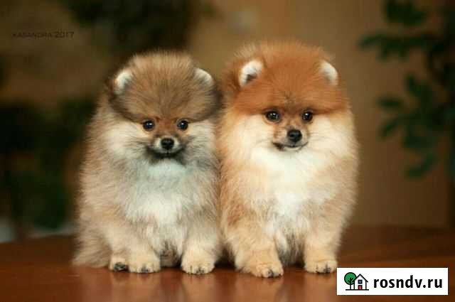 Померанский шпиц медвежьего типа Электросталь - изображение 1