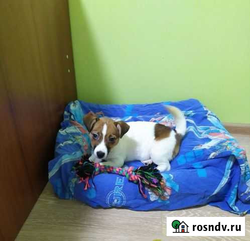 Щенки джек Рассел терьер Балашиха - изображение 1