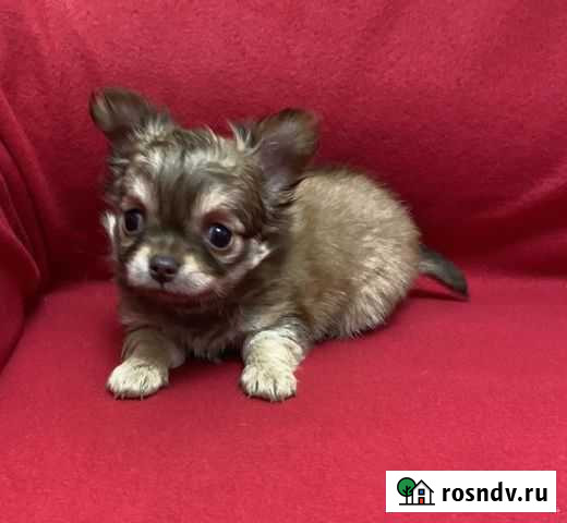 Шоко мальчик чихуахуа Ростов-на-Дону - изображение 1